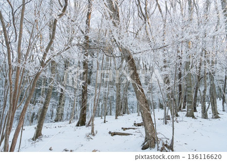 Beautiful hoarfrost forest Beautiful hoarfrost forest 136116620