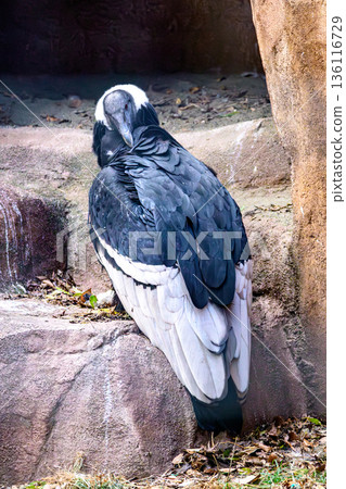 Andean condor at Nogeyama Zoo 136116729