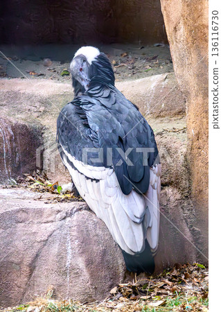 Andean condor at Nogeyama Zoo 136116730