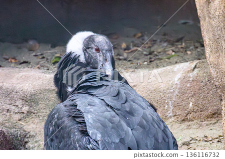 Andean condor at Nogeyama Zoo 136116732