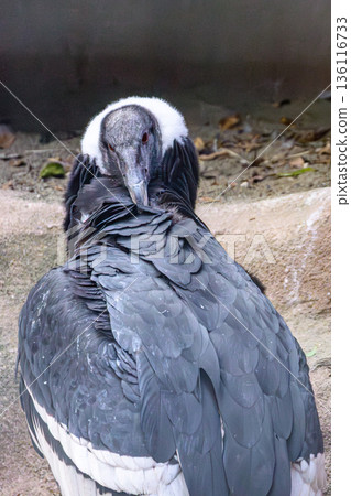 Andean condor at Nogeyama Zoo 136116733