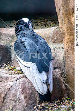 Andean condor at Nogeyama Zoo 136116735