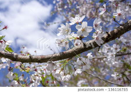 Cherry Blossoms Cherry Blossoms 136116785