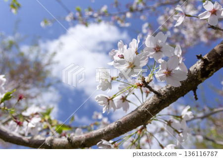 Cherry Blossoms	 136116787