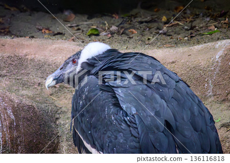 Andean condor at Nogeyama Zoo 136116818