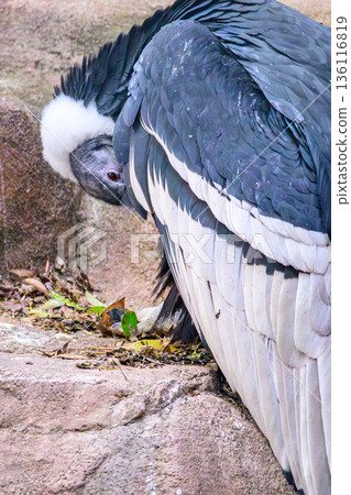野毛山動物園的安地斯神鷹 野毛山動物園的安地斯神鷹 136116819