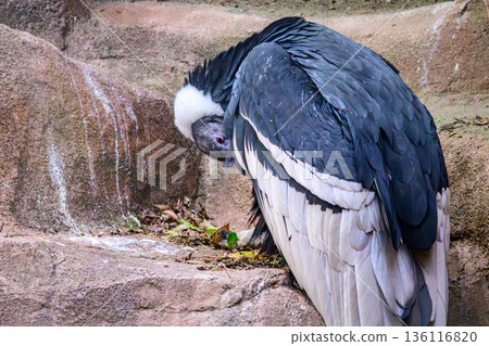 Andean condor at Nogeyama Zoo 136116820