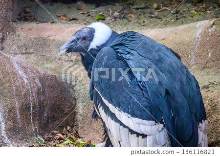 野毛山動物園的安地斯神鷹 野毛山動物園的安地斯神鷹 136116821