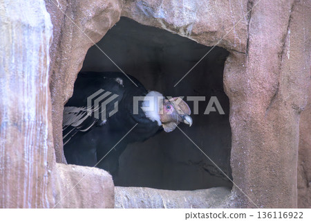 Male Andean condor at Nogeyama Zoo Male Andean condor at Nogeyama Zoo 136116922