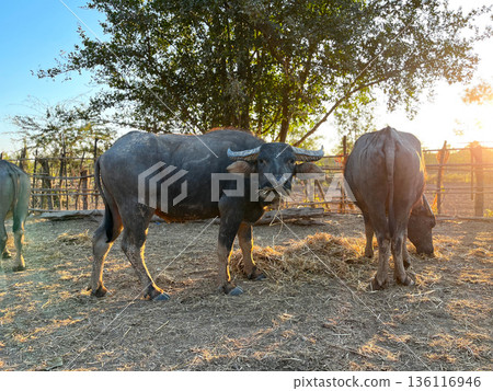 buffalo standing in a rural farm enclosure during golden hour, chewing hay with natural sunlight. Authentic livestock scene showing traditional agriculture, arming culture, and sustainable animal 136116946