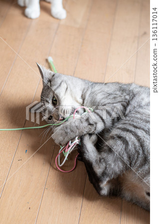 可愛的貓咪玩玩具-鯖魚虎斑貓 136117014