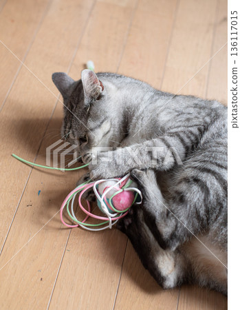 可愛的貓咪玩玩具-鯖魚虎斑貓 136117015