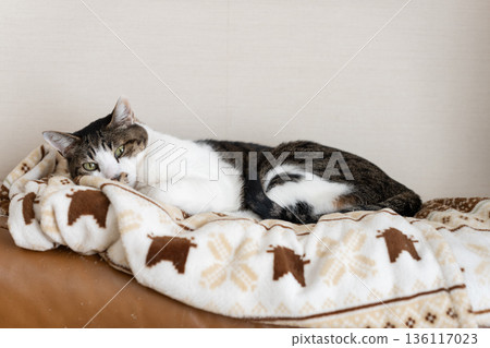 A cat staring at a pheasant cat A cat staring at a pheasant cat 136117023