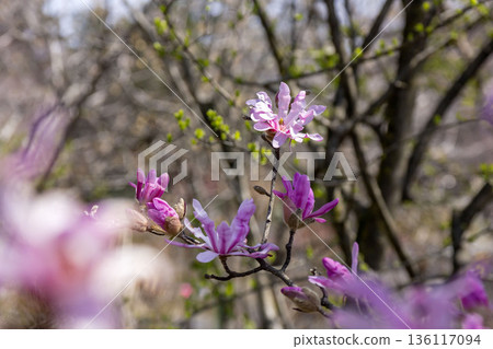 Shidecabushi Shidecabushi 136117094