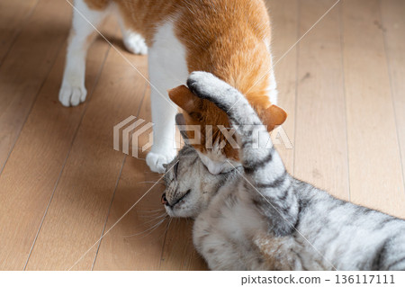 Two cats fighting 136117111