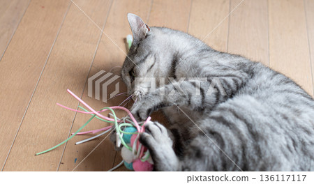 Cute cat playing with a toy, brown tabby cat Cute cat playing with a toy, brown tabby cat 136117117