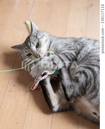 Cute cat playing with a toy, brown tabby cat Cute cat playing with a toy, brown tabby cat 136117118