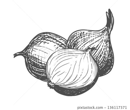 A composition of whole and halved onions. A vector illustration of shallots on a white background. A contour sketch of this aromatic spice. An imitation of engraving. A composition of whole and halved onions. A vector illustration of shallots on a white background. A contour sketch of this aromatic spice. An imitation of engraving. 136117371