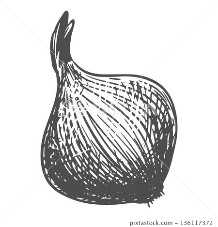 Onion sketch. Vector illustration of the vegetable in an engraving style. A whole root vegetable isolated on a white background. Hand-drawn lineart imitating etching. Onion sketch. Vector illustration of the vegetable in an engraving style. A whole root vegetable isolated on a white background. Hand-drawn lineart imitating etching. 136117372