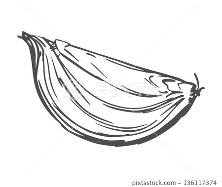 Vector illustration of an onion. Quartered shallot, line sketch. Aromatic spice in an engraved style. Linear ink drawing. 136117374