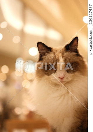 一隻長毛貓凝視著你，周圍環繞著光芒。 136117487