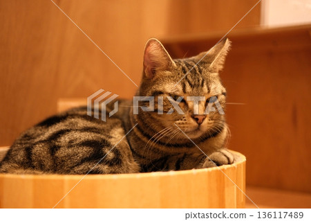 美國短毛貓在木桶裡放鬆休息 美國短毛貓在木桶裡放鬆休息 136117489