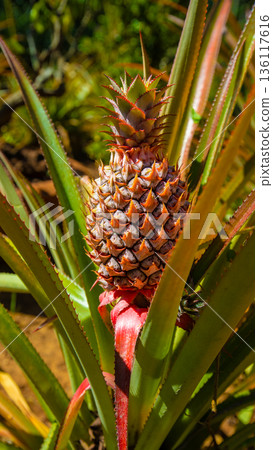 Ripe pineapple growing on plant close up vertical tropical background Ripe pineapple growing on plant close up vertical tropical background 136117616