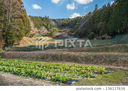 Winter terraced fields in Asuka Village, Nara Prefecture Winter terraced fields in Asuka Village, Nara Prefecture 136117638