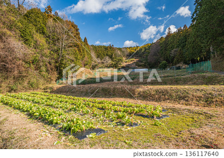 奈良縣飛鳥村的冬季蔬菜田 136117640