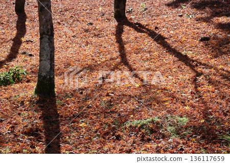 A landscape with the shadow of a tree on a carpet of dead leaves on the ground 136117659
