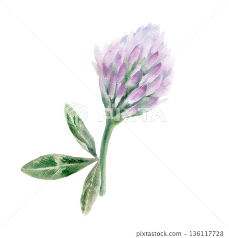 Lilac clover flower with three leaves,as a symbol of traditional folk medicine,herbal medicine for menopause,skin diseases,expectorant,anti inflammatory agent for bronchitis,coughs,colds 136117728