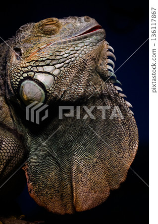 野毛山動物園的綠鬣蜥 野毛山動物園的綠鬣蜥 136117867