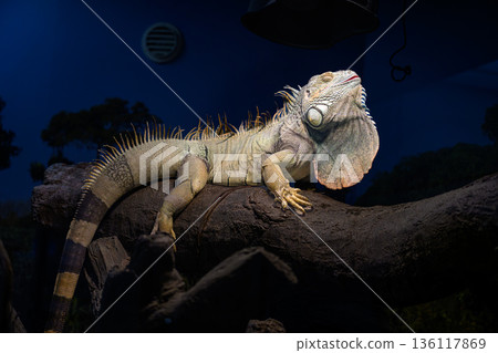 Green iguana at Nogeyama Zoo 136117869