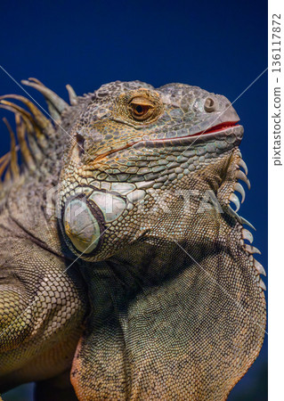 Green iguana at Nogeyama Zoo 136117872