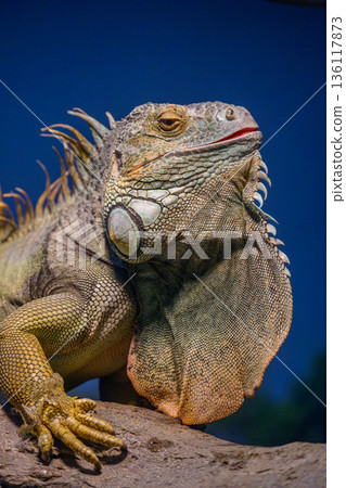 Green iguana at Nogeyama Zoo 136117873