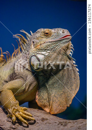 野毛山動物園的綠鬣蜥 野毛山動物園的綠鬣蜥 136117874
