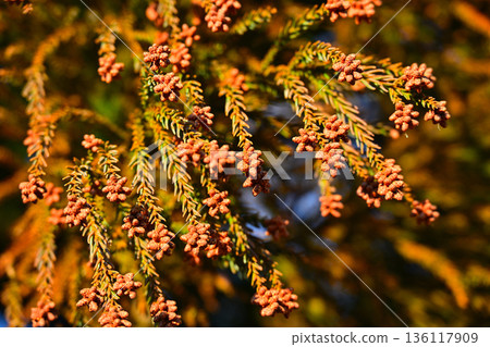 長滿雄花的雪松枝 136117909