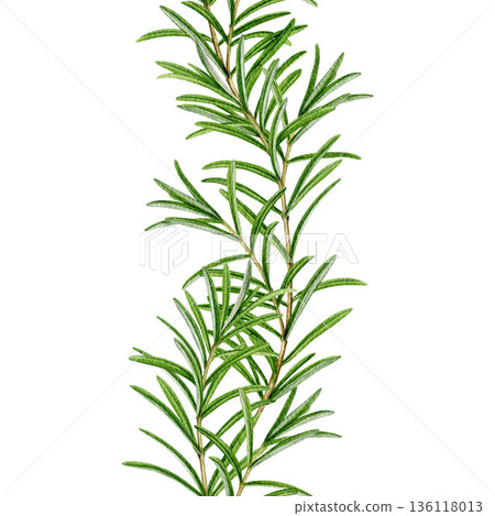 Rosemary fresh herb seamless border watercolor illustration isolated on white background. Rosemary plant decoration element for culinary, seasoning, aromatherapy and medicinal design Rosemary fresh herb seamless border watercolor illustration isolated on white background. Rosemary plant decoration element for culinary, seasoning, aromatherapy and medicinal design 136118013
