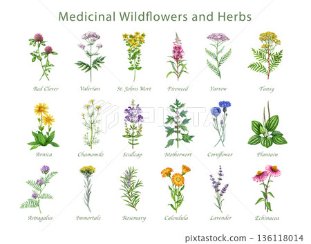 Medicinal wildflowers and herbs with names hand drawn watercolor illustration set. Blooming yarrow, motherwort, plantain, cornflower, chamomile, arnica wild plant elements on white background 136118014