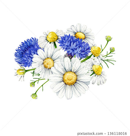 Chamomile blossoms with blue cornflowers decor vintage style watercolor illustration. Hand drawn wildflower meadow cornflower and chamomile flowers floral decoration element on white background Chamomile blossoms with blue cornflowers decor vintage style watercolor illustration. Hand drawn wildflower meadow cornflower and chamomile flowers floral decoration element on white background 136118016