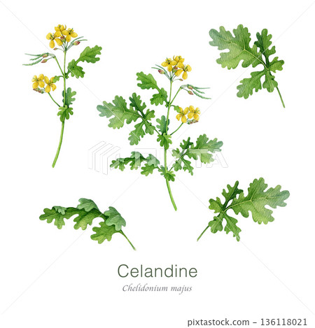 Greater celandine plant watercolor illustration set. Hand drawn chelidonium majus medicinal plant, flower, leaves vintage style image. Celandine wildflower herbal natural remedy on white background Greater celandine plant watercolor illustration set. Hand drawn chelidonium majus medicinal plant, flower, leaves vintage style image. Celandine wildflower herbal natural remedy on white background 136118021
