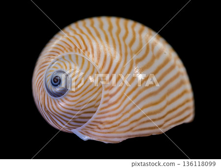 Spiral Lined Moon Snail Shell Specimen Isolated On Black Background Spiral Lined Moon Snail Shell Specimen Isolated On Black Background 136118099