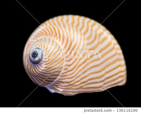 Spiral Lined Moon Snail Shell Specimen Isolated On Black Background 136118100