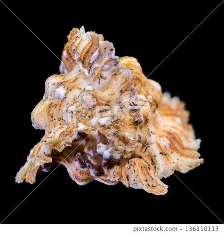 Foliated Thorn Purpura Murex Shell Isolated On Black Background 136118113