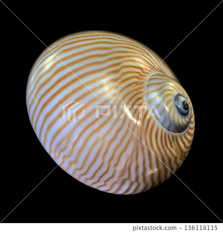 Spiral Lined Moon Snail Shell Specimen Isolated On Black Background Spiral Lined Moon Snail Shell Specimen Isolated On Black Background 136118115