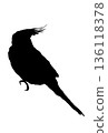 Silhouette of a cockatiel looking up at the ceiling 136118378