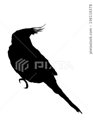 Silhouette of a cockatiel looking up at the ceiling 136118378