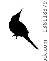 Silhouette of a cockatiel turning around 136118379