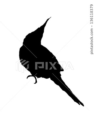 一隻玄鳳鸚鵡轉身的剪影 一隻玄鳳鸚鵡轉身的剪影 136118379