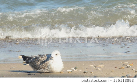 Close-up of a young seabird sitting on the wet sand near the water's edge, seemingly observing the incoming tide. 136118898